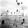 Weeds By Decew Falls